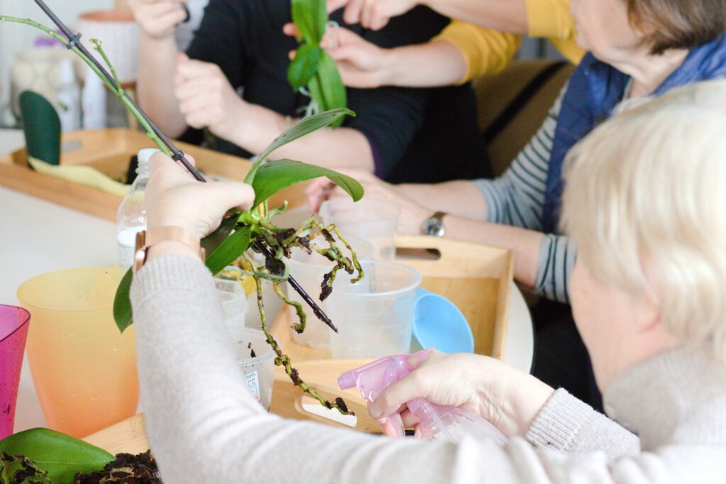 Orchidėjų laboratorijos
